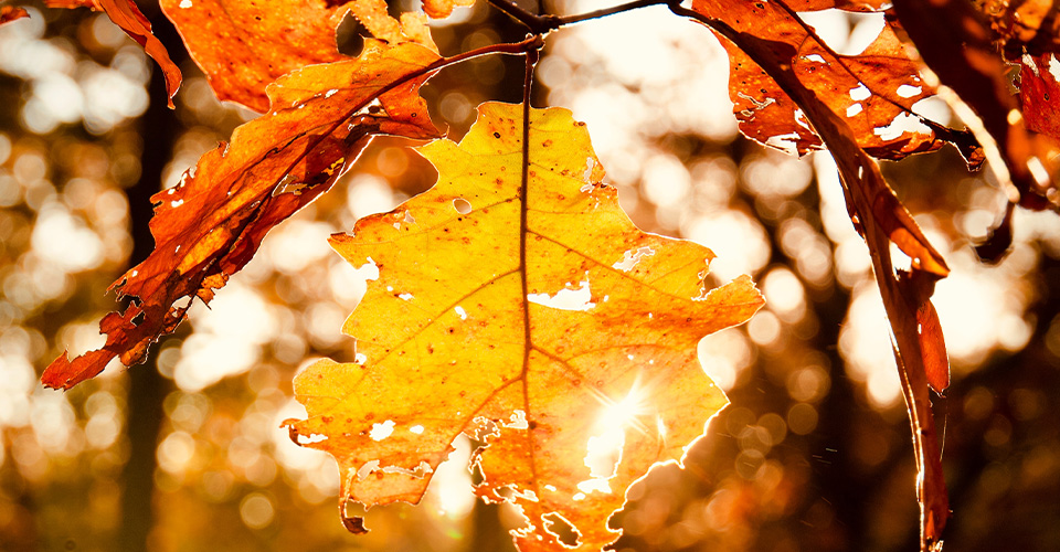 V JESENI PADAJÚ PESTRÉ NOVINKY